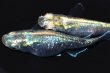 画像2: 500　サマーセール！SS級！  エメラルダ・RAINBOW　LМサイズ  1ペア (2)