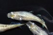 画像5: 510　サマーセール！ミルキーゴールドティアラ（普通体型） 　LМサイズ  4匹 (5)