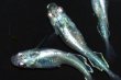 画像5: 506　サマーセール！ＮＥW！オニキスメタル（ヒカリ体型） 　LМサイズ  3匹 (5)