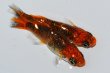 画像5: 505　サマーセール！特選カスリ美麗！　ファイヤーフェニックス（ヒカリ体型）Lサイズ  1ペア (5)