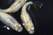 画像6: 510　サマーセール！ミルキーゴールドティアラ（普通体型） 　LМサイズ  4匹 (6)