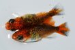 画像1: 505　サマーセール！特選カスリ美麗！　ファイヤーフェニックス（ヒカリ体型）Lサイズ  1ペア (1)