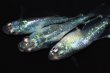 画像4: 506　サマーセール！ＮＥW！オニキスメタル（ヒカリ体型） 　LМサイズ  3匹 (4)