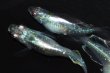 画像3: 506　サマーセール！ＮＥW！オニキスメタル（ヒカリ体型） 　LМサイズ  3匹 (3)