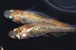 画像4: 514　サマーセール！ＮＥW！桃輝・ぴんきティアラ（普通体型）  　Мサイズ  1ペア (4)