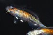画像4: 511　サマーセール！特選美麗！安芸三色・Japan　（普通体型） Lサイズ  1ペア (4)