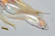画像5: 510　サマーセール！レモン月虹（ヒカリ体型）ＬМサイズ  4匹 (5)