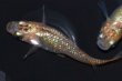 画像7: 514　サマーセール！ＮＥW！桃輝・ぴんきティアラ（普通体型）  　Мサイズ  1ペア (7)