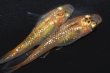 画像6: 514　サマーセール！ＮＥW！桃輝・ぴんきティアラ（普通体型）  　Мサイズ  1ペア (6)