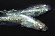 画像2: 522　サマーセール！有望美麗！　月虹スパンコール（ヒカリ体型）　LМサイズ  1ペア (2)