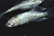 画像5: 522　サマーセール！有望美麗！　月虹スパンコール（ヒカリ体型）　LМサイズ  1ペア (5)