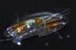 画像2: 517　　サマーセール！ＮＥW！ブランデーファントム（普通体型）  　Lサイズ  1ペア (2)