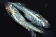 画像1: 522　サマーセール！有望美麗！　月虹スパンコール（ヒカリ体型）　LМサイズ  1ペア (1)