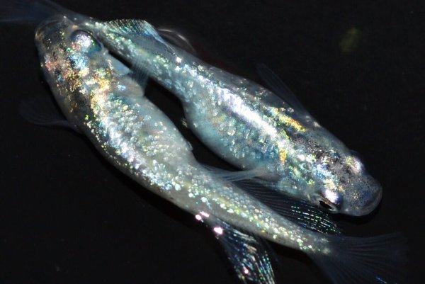 画像1: 522　サマーセール！有望美麗！　月虹スパンコール（ヒカリ体型）　LМサイズ  1ペア (1)