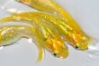 画像3: 521　サマーセール！　虹彩・ラメ最高！レモンスカッシュ（普通体型）　LМサイズ  4匹 (3)