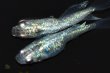 画像3: 522　サマーセール！有望美麗！　月虹スパンコール（ヒカリ体型）　LМサイズ  1ペア (3)