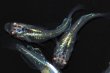 画像7: 515　サマーセール！虹彩変化強！スーパー魔王・改（ヒカリ体型）　Мサイズ  4匹 (7)