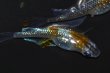 画像5: 517　　サマーセール！ＮＥW！ブランデーファントム（普通体型）  　Lサイズ  1ペア (5)