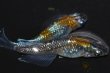 画像1: 517　　サマーセール！ＮＥW！ブランデーファントム（普通体型）  　Lサイズ  1ペア (1)