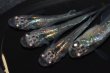 画像2: 515　サマーセール！虹彩変化強！スーパー魔王・改（ヒカリ体型）　Мサイズ  4匹 (2)