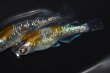画像4: 517　　サマーセール！ＮＥW！ブランデーファントム（普通体型）  　Lサイズ  1ペア (4)