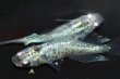 画像4: 522　サマーセール！有望美麗！　月虹スパンコール（ヒカリ体型）　LМサイズ  1ペア (4)