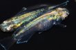 画像5: 525　サマーセール！ＮＥW　特選美麗個体！エメラルダ・Ｒａｉｎｂｏｗ（普通体型）  Lサイズ　1ペア (5)