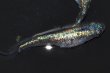 画像8: 522　サマーセール！有望個体！　スーパー魔王・改スペシャルロングドレス（普通体型） Lサイズ・1ペア (8)