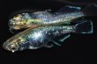 画像1: 525　サマーセール！ＮＥW　特選美麗個体！エメラルダ・Ｒａｉｎｂｏｗ（普通体型）  Lサイズ　1ペア (1)