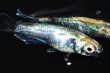 画像4: 525　サマーセール！ＮＥW　特選美麗個体！エメラルダ・Ｒａｉｎｂｏｗ（普通体型）  Lサイズ　1ペア (4)