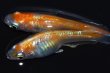 画像5: 532　サマーセール！有望個体！Japanブルードレス（普通体型）  　Lサイズ  1ペア (5)