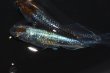 画像1: 537　サマーセール！ＮＥW！SS級！ブランデーファントム（普通体型）　Lサイズ  1ペア (1)