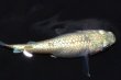 画像9: 546　サマーセール！ミルキーゴールドティアラ（普通体型）  　Lサイズ  1ペア (9)