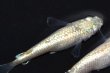 画像10: 546　サマーセール！ミルキーゴールドティアラ（普通体型）  　Lサイズ  1ペア (10)