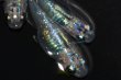 画像3: 557　サマーセール！ 虹彩変化強！非透明鱗！スーパー魔王・改（ヒカリ体型）　LМサイズ　  3匹 (3)