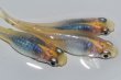 画像1: 565　サマーセール！ピンクサファイアシャドー（普通体型）  　Lサイズ  3匹 (1)