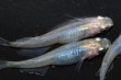 画像4: 565　サマーセール！ピンクサファイアシャドー（普通体型）  　Lサイズ  3匹 (4)
