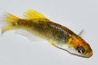 画像2: 566　　サマーセール！黒蜜レモン（ヒカリ体型）　Ｌサイズ  1ペア (2)