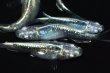 画像8: 569　 　サマーセール！ストームマジック（普通体型）　　 Lサイズ  6匹 (8)
