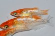 画像2: 570　　サマーセール！ラメ美麗！レッドティアラ  　Lサイズ  3匹 (2)