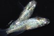 画像3: 572　サマーセール！有望美麗！　月虹スパンコール（ヒカリ体型）　Lサイズ  1ペア (3)