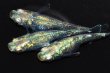 画像5: 573　サマーセール！有望個体！  エメラルダ・RAINBOW（普通体型）　LМサイズ  3匹 (5)