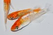 画像1: 570　　サマーセール！ラメ美麗！レッドティアラ  　Lサイズ  3匹 (1)