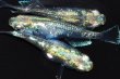 画像1: 573　サマーセール！有望個体！  エメラルダ・RAINBOW（普通体型）　LМサイズ  3匹 (1)