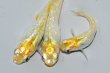 画像2: 576　サマーセール！レモン月虹（ヒカリ体型）Ｌサイズ  3匹 (2)