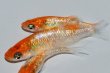 画像4: 570　　サマーセール！ラメ美麗！レッドティアラ  　Lサイズ  3匹 (4)