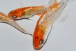 画像5: 570　　サマーセール！ラメ美麗！レッドティアラ  　Lサイズ  3匹 (5)