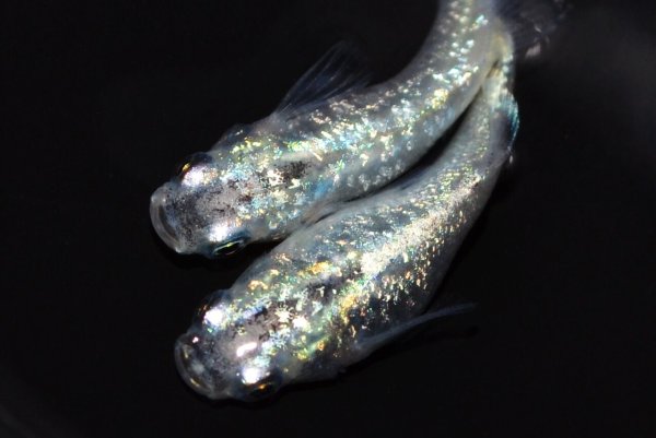 画像1: 572　サマーセール！有望美麗！　月虹スパンコール（ヒカリ体型）　Lサイズ  1ペア (1)