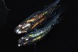 画像1: 575　サマーセール！ＮＥW！超レアー個体！ブラッドムーン（普通体型） 　Lサイズ  1ペア (1)