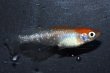 画像2: 488　サマーセール！レアー個体！　花香翼ロングドレス（同腹個体）Lサイズ  1ペア (2)
